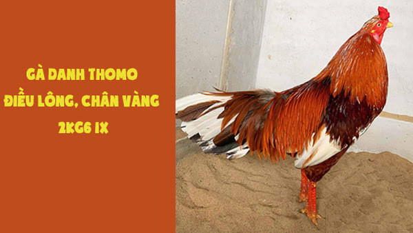 Những con gà danh tiếng nhất trên đấu trường Thomo