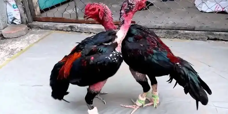 Bí Quyết Chọn Gà Chọi Qua Dáng Đi Và Thể Hình