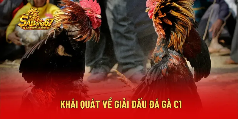 Các chiến kê tham gia đá gà C1 là những cá thể được chọn lọc kỹ càng, qua quá trình nuôi dưỡng và đào tạo chuyên nghiệp